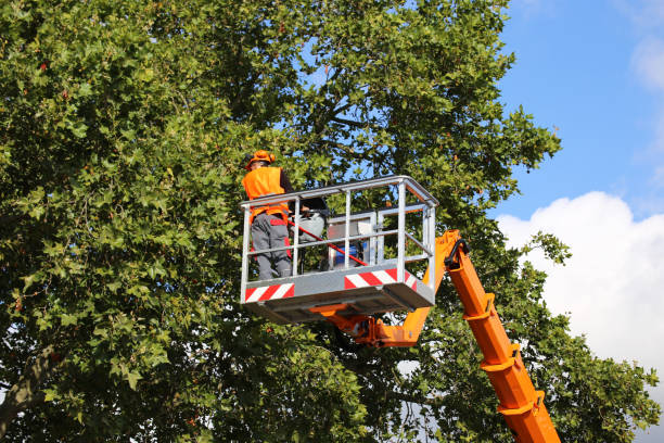 Best Best Tree Removal Services  in Belfair, WA